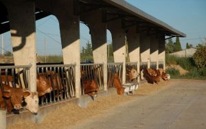 granja-demostracion-1