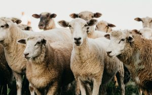 granjas-llave-en-mano-oveja-santiago-arroyos