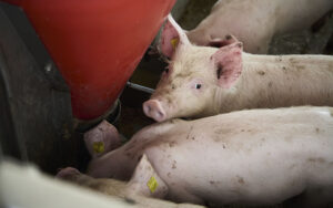 alimentacion-ganadera2