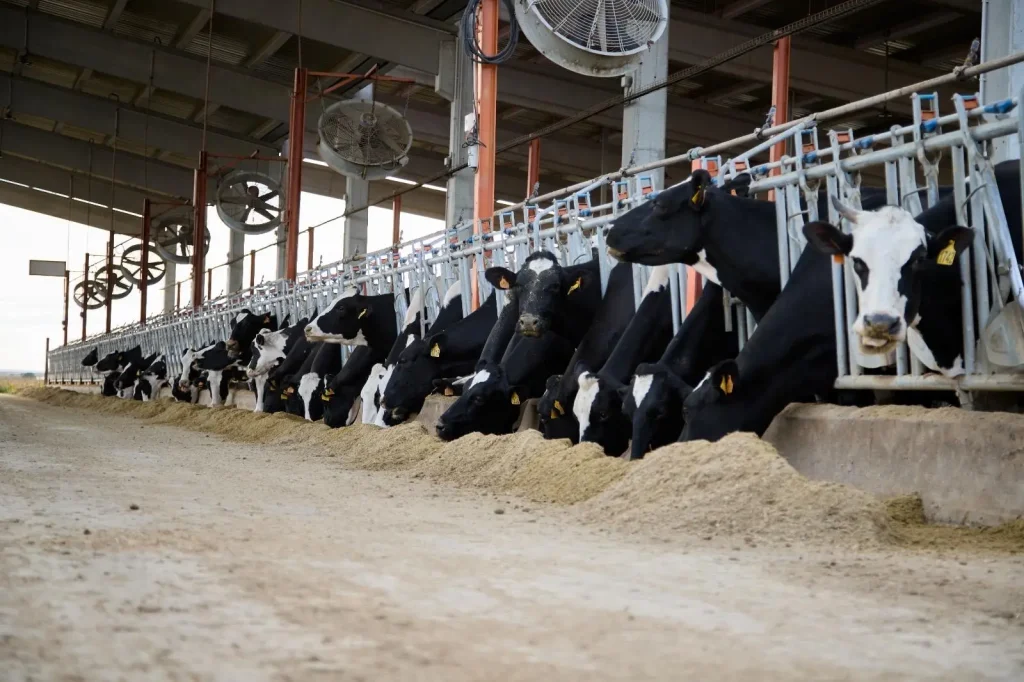 Proyecto para vacas